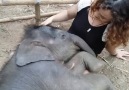The BABY Elephant that acts like a puppy!