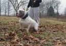 The Baddest Extreme American Bully Pitbull Stud..PitKrew's IceMan