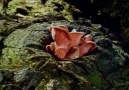 The beautiful fruiting bodies of fungi