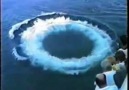 The Beauty of Marine Mammals and Their Toroidal Bubbles