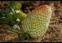 The Beauty of Pollination - Moving Art.......Copyright...Louie Schwartzberg...