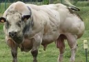 The Belgian Blue Race