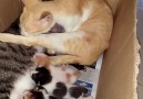 The best cat dad ever! cute