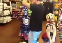 The Best Dancing Dog in the World