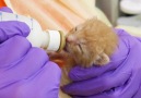 The Best Friends Animal Society saves at-risk newborn kittens.