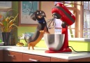 The best way to use your KitchenAid DVideo by Illumination Entertainment