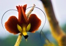 The Birds-of-paradise