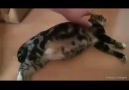 The birth of a beautiful kitten