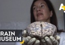 The Brain Museum