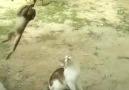 The cat and monkey friends