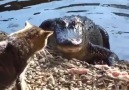 the Cat is Back and she is still not Afraid of Alligators