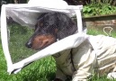 The cutest beekeeper youll ever see