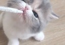 The Cutest Compilation of Cat Meows EverIG @gangmeowoffice