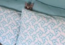 The cutest hide and seek youll see today!