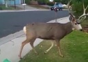 The deer who have lost their way to the city are fed by the children&hands