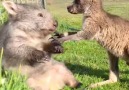 The Dodo - Baby Wombat And Baby Kangaroo Are Obsessed With Each Other Facebook