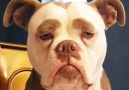 The Dodo - Bulldog Has The Best Eyebrows Ever Facebook