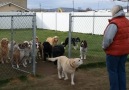 The Dodo - Dogs Wait Patiently For Their Names To Be Called Facebook