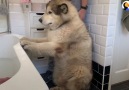 The Dodo - Family Tries To Convince Their Giant Dog To Get In The Bath