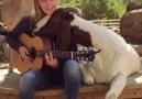 The Dodo - Girl Sings To Rescue Farm Animals To Keep Them Calm