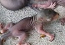 The Dodo - Squirrel Mom Rescues Each Of Her Babies Who Fell From Nest Facebook