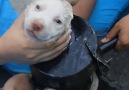 The Dodo - Tiny Puppy Gets Stuck In Exhaust Pipe Facebook