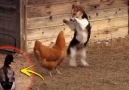 The duck coming in to save the chicken is too good! Credit JukinVideo