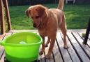 The easy way to keep your dog entertained for hours