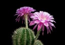 The Echinopsis cactus flower blooms overnightand lasts only a day.