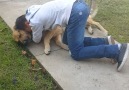 The Epoch Times Canada - Dogs Reunited With Their Families Facebook