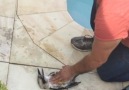 The Epoch Times Canada - Man Gives Drowning Bird CPR Facebook