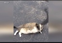 The Fattest Stray Cat You'll Ever See