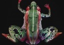 The Frog - Impressive Creation..