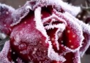 The frozen roses