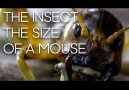 The giant insect that can freeze itself almost to death.