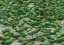 The great man of Parrots in India