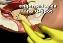 The G-Spot