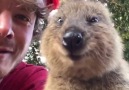The happiest quokka wishes you a merry Christmas By Allan Dixon - Daxon