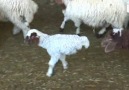 The Happiest Two-Legged Lamb You'll Ever Meet