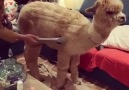 The Hook - Owner Vacuums Pet Alpaca Facebook