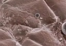 The Image of Human Skin Under The Microscope