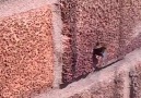 The incredibile solitary mason bee pulling a nail out of a hole in the wall!