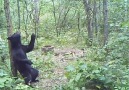 The Incredible Dancing Black Bear