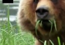 The Kodiak bears new vegetarian diet.