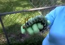 The largest caterpillar EVER!