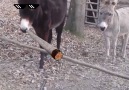 The last donkey thinks its so clever