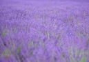 The Lavender Fields of Valensole France. Video by @pankratova916