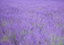 The Lavender Fields of Valensole France. Video by @pankratova916