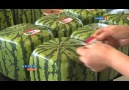 The Making Of SQUARE Watermelons - Please SHARE