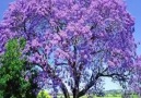 The most beautiful trees in the world